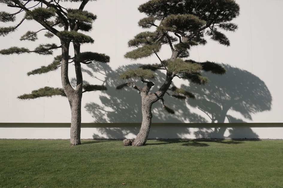 The Benefits of Tree Lopping