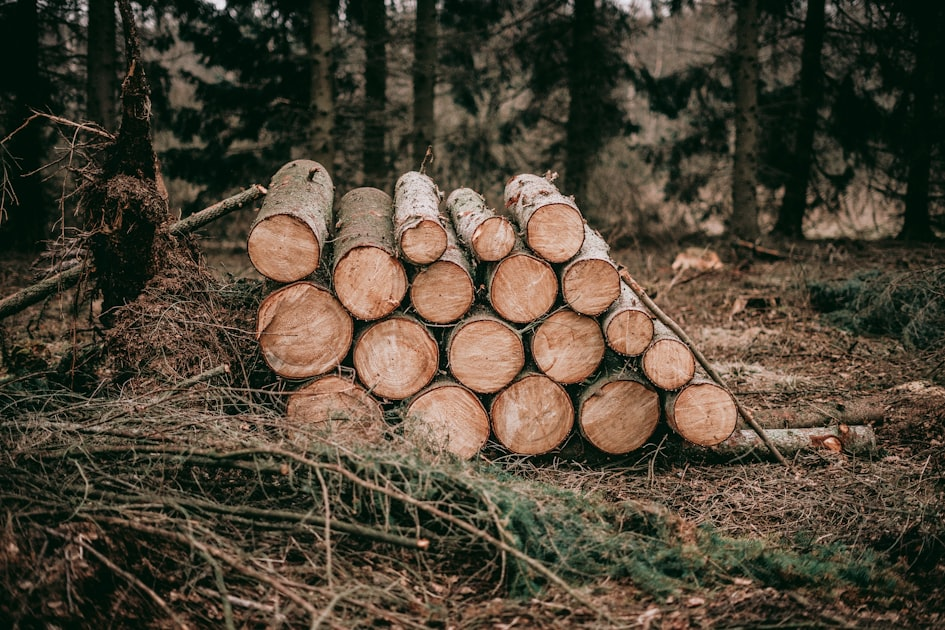 Choosing the Right Arborist
